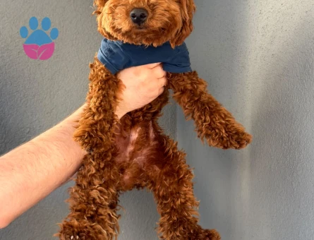 6 aylık aşıları tam safkan red toy poodle