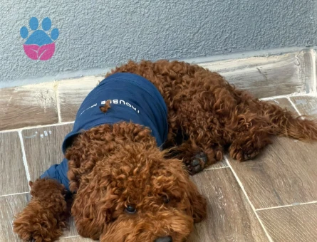 6 aylık aşıları tam safkan red toy poodle