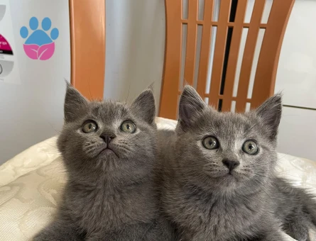 British shorthair sahiplendirme