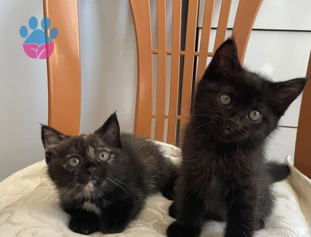 British shorthair sahiplendirme