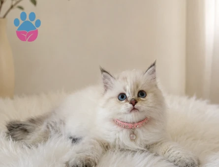 British Longhair Point Erkek Yavrumuz