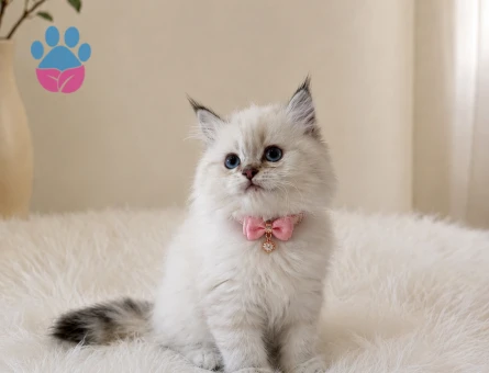 British Longhair Point Erkek Yavrumuz
