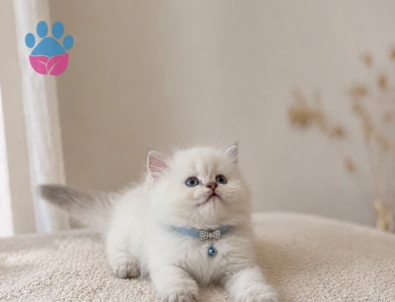Etifpuf Tadında British Longhair Beyaz Erkek