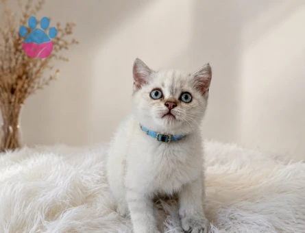 British Shorthair Blue Point Erkek Yavrumuz