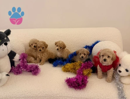 Maltipoo bebekler