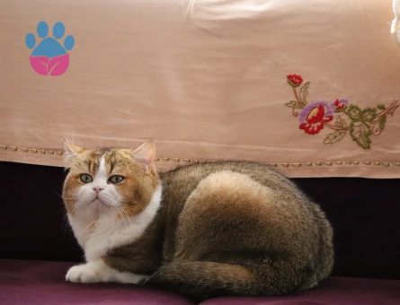 British Shorthair 1 Yaşında