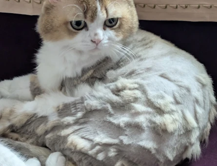 British Shorthair 1 Yaşında - 5214