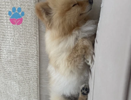Pomeranian Boo 4 Yaşında