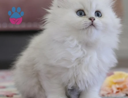 British longhair 2 Aylık Yuva Arıyor