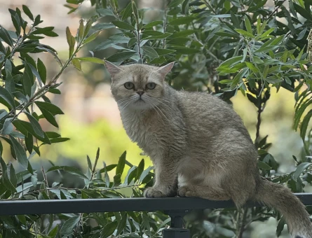 Scottish Fold 3 Yaşındaki Kedimiz Yuva Arıyor - 5218