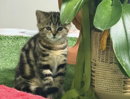 British Shorthair 3 Aylık Yavrumuz - 5220