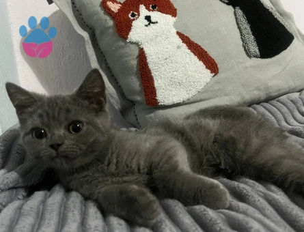 3 aylık erkek british shorthair yavrumuza sevgi dolu bir aile arıyoruz.