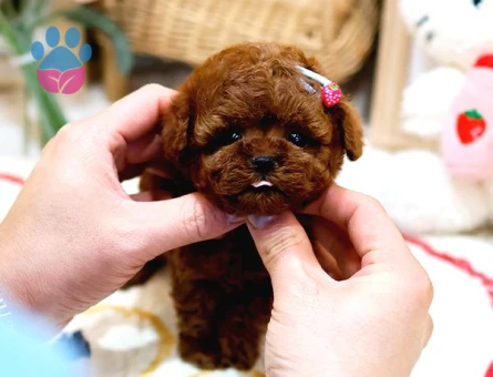 Anti̇alerji̇k Toy Poodle Yavrularim - 6816