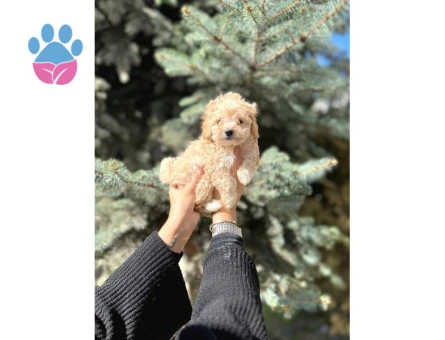 Mini Toy Poodle Yavrular - 6818