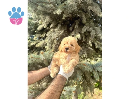 Üst Kalıte Akıllı Toy Poodle Bebekler