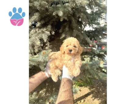Üst Kalıte Akıllı Toy Poodle Bebekler - 6820