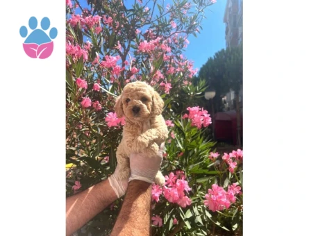 Antialerjik Safkan Maltipoo Yavrularım