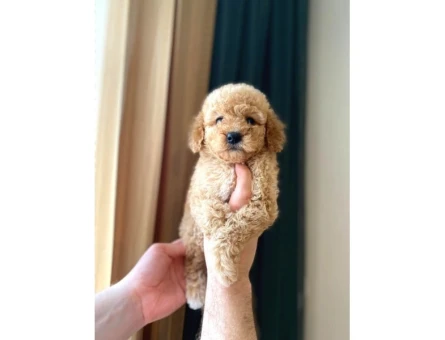 Irk Ve Sağlık Garantili Maltipoo Yavrular - 6823