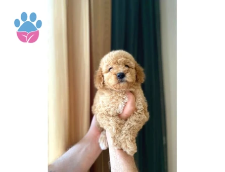Irk Ve Sağlık Garantili Maltipoo Yavrular