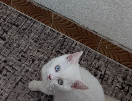 British Shorthair Yavrumuza yuva arıyoruz - 6826