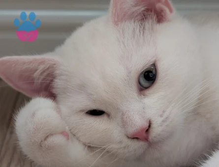 British Shorthair Yavrumuza yuva arıyoruz - 6826 - Görsel 3
