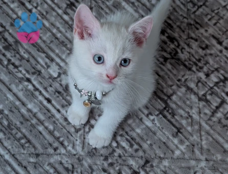 British Shorthair Yavrumuza yuva arıyoruz - 6826 - Görsel 4