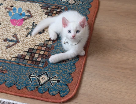 British Shorthair Yavrumuza yuva arıyoruz - 6826 - Görsel 5