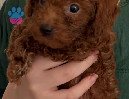 Kore poodle bebek surat - 6827