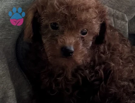Kore poodle bebek surat