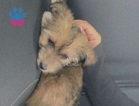 Maltese Terrier Köpeğim Lotus sahip arıyor