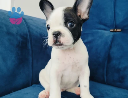 French bulldog yavruları - 6830 - Görsel 3