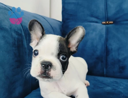 French bulldog yavruları - 6830 - Görsel 4