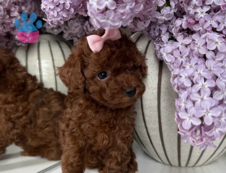 EŞSİZ GÜZELLİK TOY POODLE YAVRULARI