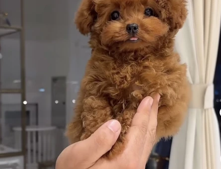 TÜY DÖKMEYEN ALERJİ DOSTU TOY POODLE YAVRULARI - 6836
