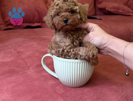 TÜY DÖKMEYEN ALERJİ DOSTU TOY POODLE YAVRULARI