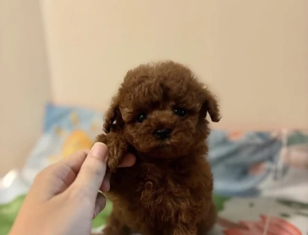 IRK GARANTİLİ KOREAN TOY POODLE YAVRULARI - 6837
