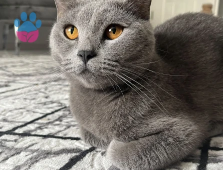 Kedimize yeni yuva arıyoruz. - 6838 - Görsel 3