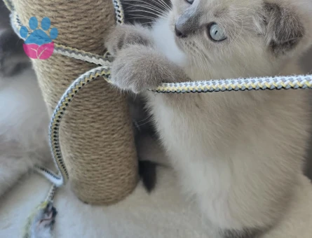 British Shorthair 2 Aylık Dişi ve Erkek Yavrularımız - 6841 - Görsel 4