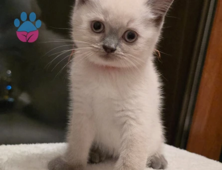 British Shorthair 2 Aylık Dişi ve Erkek Yavrularımız - 6841 - Görsel 5