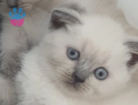 British Shorthair 2 Aylık Dişi ve Erkek Yavrularımız - 6841 - Görsel 3
