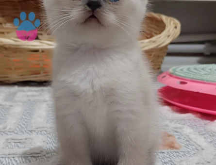British Shorthair Aileye 2 Aylık Yuva - 6843 - Görsel 2