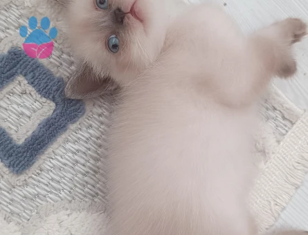British Shorthair Aileye 2 Aylık Yuva - 6843 - Görsel 3