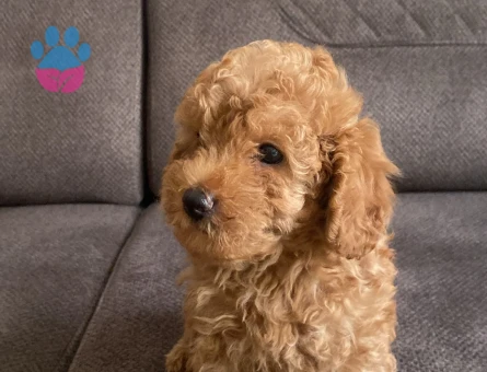3 AYLIK TOY POODLE - 6847