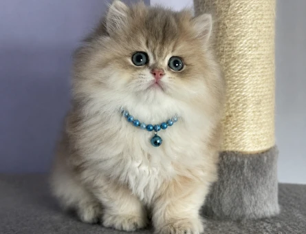 British Longhair Ay12 Erkek Pofuduk Yavrumuz - 6848