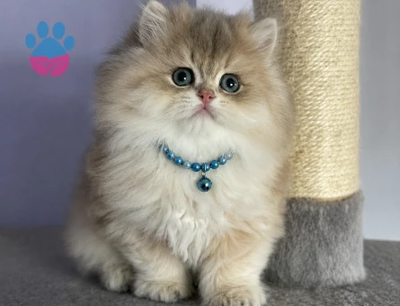 British Longhair Ay12 Erkek Pofuduk Yavrumuz