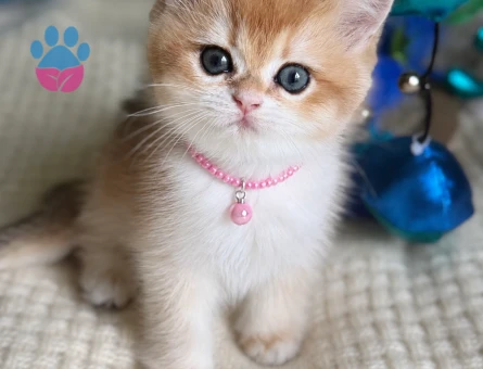 Golden British Shorthair Çiçek Kızımız