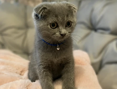 Scottish Fold Gri Erkek Yavrumuz - 6850