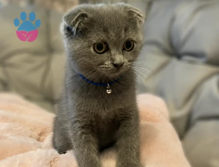 Scottish Fold Gri Erkek Yavrumuz