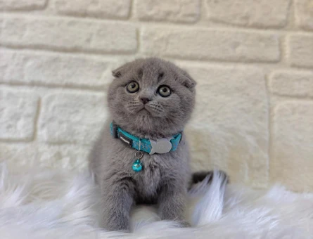 Scottish Fold Yakışıklı Oğlumuz Teslime Hazır - 6851