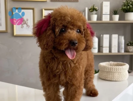 Safkan 0 numara toy poodle - 6853